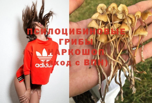 стаф Алзамай